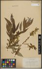 Foto von Salix alba L. x Salix fragilis L.